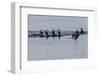 Harlequin Ducks-Ken Archer-Framed Photographic Print