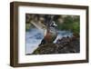 Harlequin Ducks-Ken Archer-Framed Photographic Print