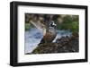 Harlequin Ducks-Ken Archer-Framed Photographic Print