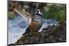 Harlequin Ducks-Ken Archer-Mounted Photographic Print