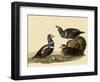 Harlequin Ducks-John James Audubon-Framed Giclee Print