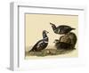 Harlequin Ducks-John James Audubon-Framed Giclee Print