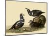 Harlequin Ducks-John James Audubon-Mounted Giclee Print