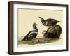 Harlequin Ducks-John James Audubon-Framed Giclee Print