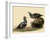 Harlequin Ducks-John James Audubon-Framed Giclee Print