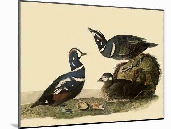 Harlequin Ducks-John James Audubon-Mounted Giclee Print