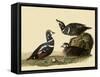 Harlequin Ducks-John James Audubon-Framed Stretched Canvas