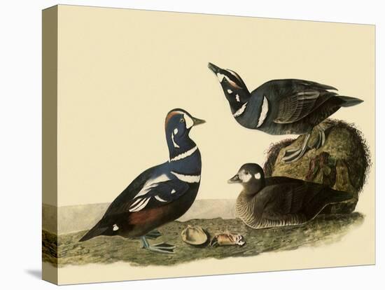 Harlequin Ducks-John James Audubon-Stretched Canvas