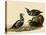 Harlequin Ducks-John James Audubon-Stretched Canvas