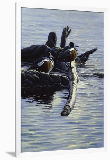 Harlequin Ducks-Michael Budden-Framed Giclee Print