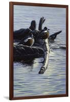 Harlequin Ducks-Michael Budden-Framed Giclee Print