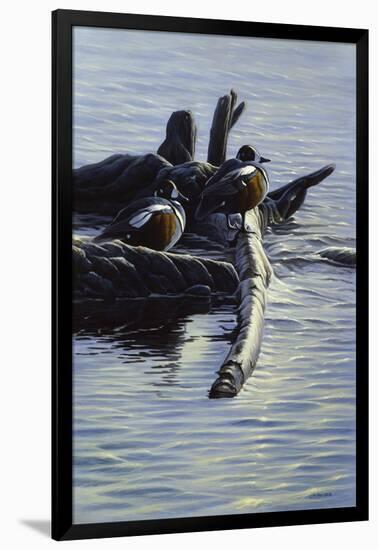 Harlequin Ducks-Michael Budden-Framed Giclee Print