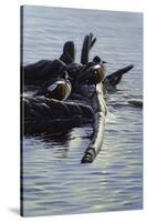 Harlequin Ducks-Michael Budden-Stretched Canvas