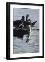 Harlequin Ducks-Michael Budden-Framed Giclee Print