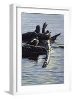 Harlequin Ducks-Michael Budden-Framed Giclee Print