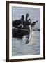 Harlequin Ducks-Michael Budden-Framed Giclee Print