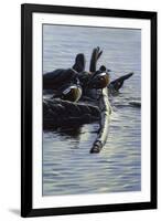 Harlequin Ducks-Michael Budden-Framed Giclee Print