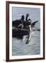 Harlequin Ducks-Michael Budden-Framed Giclee Print