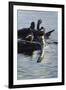 Harlequin Ducks-Michael Budden-Framed Giclee Print