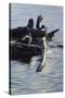 Harlequin Ducks-Michael Budden-Stretched Canvas