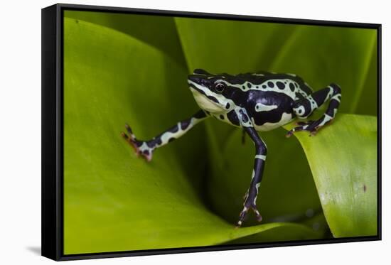 Harlequin Frog, Ecuador-Pete Oxford-Framed Stretched Canvas