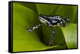 Harlequin Frog, Ecuador-Pete Oxford-Framed Stretched Canvas