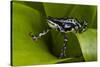 Harlequin Frog, Ecuador-Pete Oxford-Stretched Canvas