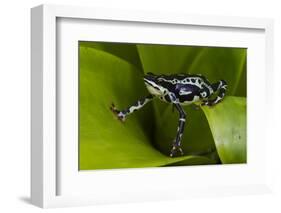 Harlequin Frog, Ecuador-Pete Oxford-Framed Photographic Print