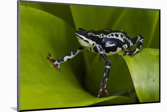Harlequin Frog, Ecuador-Pete Oxford-Mounted Photographic Print
