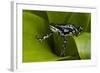 Harlequin Frog, Ecuador-Pete Oxford-Framed Photographic Print