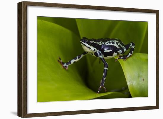 Harlequin Frog, Ecuador-Pete Oxford-Framed Photographic Print