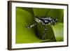 Harlequin Frog, Ecuador-Pete Oxford-Framed Photographic Print