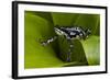 Harlequin Frog, Ecuador-Pete Oxford-Framed Photographic Print