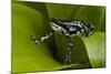 Harlequin Frog, Ecuador-Pete Oxford-Mounted Photographic Print