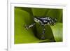 Harlequin Frog, Ecuador-Pete Oxford-Framed Photographic Print