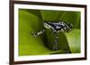 Harlequin Frog, Ecuador-Pete Oxford-Framed Photographic Print