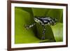 Harlequin Frog, Ecuador-Pete Oxford-Framed Photographic Print