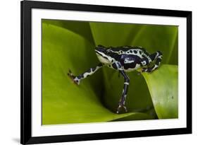 Harlequin Frog, Ecuador-Pete Oxford-Framed Photographic Print