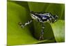 Harlequin Frog, Ecuador-Pete Oxford-Mounted Photographic Print