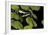 Harlequin Frog, Ecuador-Pete Oxford-Framed Photographic Print