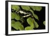 Harlequin Frog, Ecuador-Pete Oxford-Framed Photographic Print