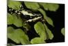 Harlequin Frog, Ecuador-Pete Oxford-Mounted Photographic Print