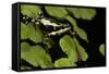 Harlequin Frog, Ecuador-Pete Oxford-Framed Stretched Canvas