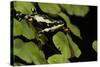 Harlequin Frog, Ecuador-Pete Oxford-Stretched Canvas