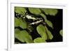 Harlequin Frog, Ecuador-Pete Oxford-Framed Photographic Print