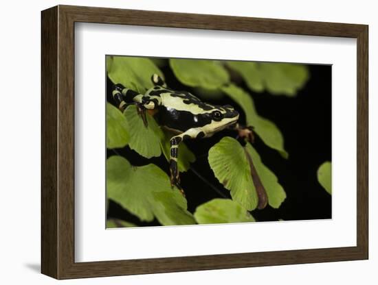 Harlequin Frog, Ecuador-Pete Oxford-Framed Photographic Print