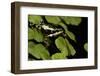 Harlequin Frog, Ecuador-Pete Oxford-Framed Photographic Print