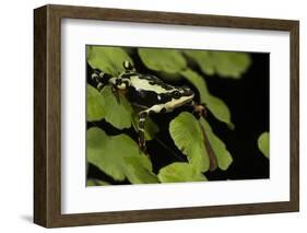 Harlequin Frog, Ecuador-Pete Oxford-Framed Photographic Print