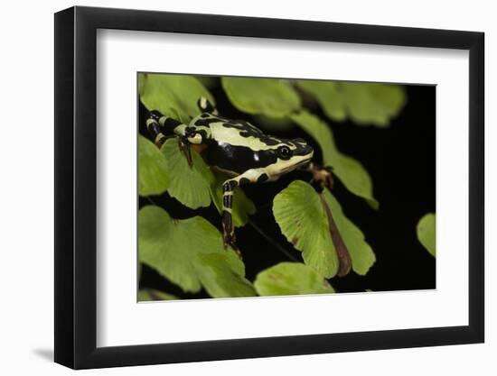 Harlequin Frog, Ecuador-Pete Oxford-Framed Photographic Print