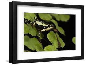 Harlequin Frog, Ecuador-Pete Oxford-Framed Photographic Print